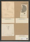 Coscinodiscus convexus A. Schm. (de-Toni-Nr.: Genus 202, Species 5041) Zeichnungen Sammlung Grunow Nr. 8786 (NHMW-BOT-W0378387)